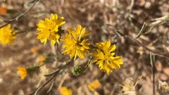 Lessingia tenuis