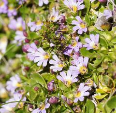 Scaevola hookeri