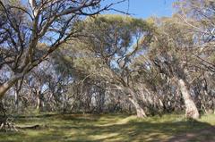 Eucalyptus pauciflora