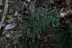 Asplenium appendiculatum