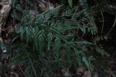 Asplenium appendiculatum