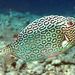 Honeycomb Cowfish - Photo (c) Kevin Bryant, some rights reserved (CC BY-NC-SA)