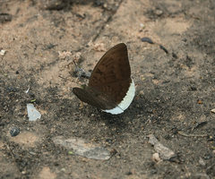 Tanaecia julii odilina