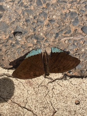 Tanaecia julii odilina