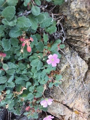 Erodium corsicum