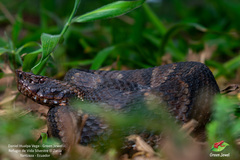 Bothrocophias microphthalmus