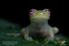 Chimerella mariaelenae