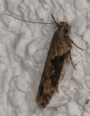 Scrobipalpa costella