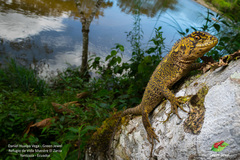 Enyalioides