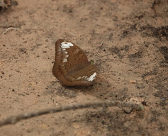 Tanaecia julii odilina