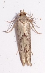 Blastobasis lacticolella