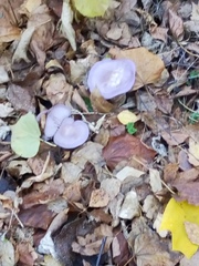 Lepista nuda