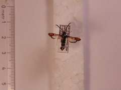 Pyropteron chrysidiforme