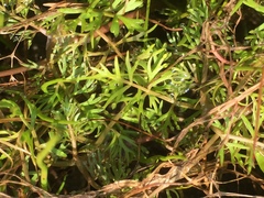 Helosciadium inundatum