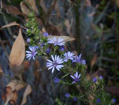 Olearia stricta