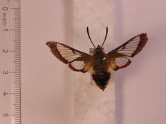 Hemaris fuciformis