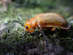 Doryxenoides tibialis