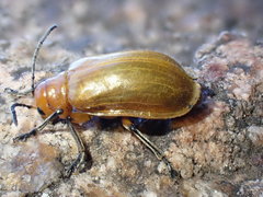 Doryxenoides tibialis