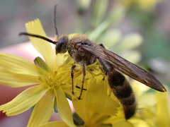 Megacampsomeris prismatica