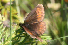 Erebia pharte