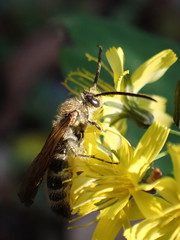 Megacampsomeris prismatica