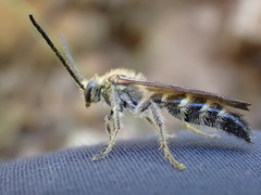 Megacampsomeris prismatica