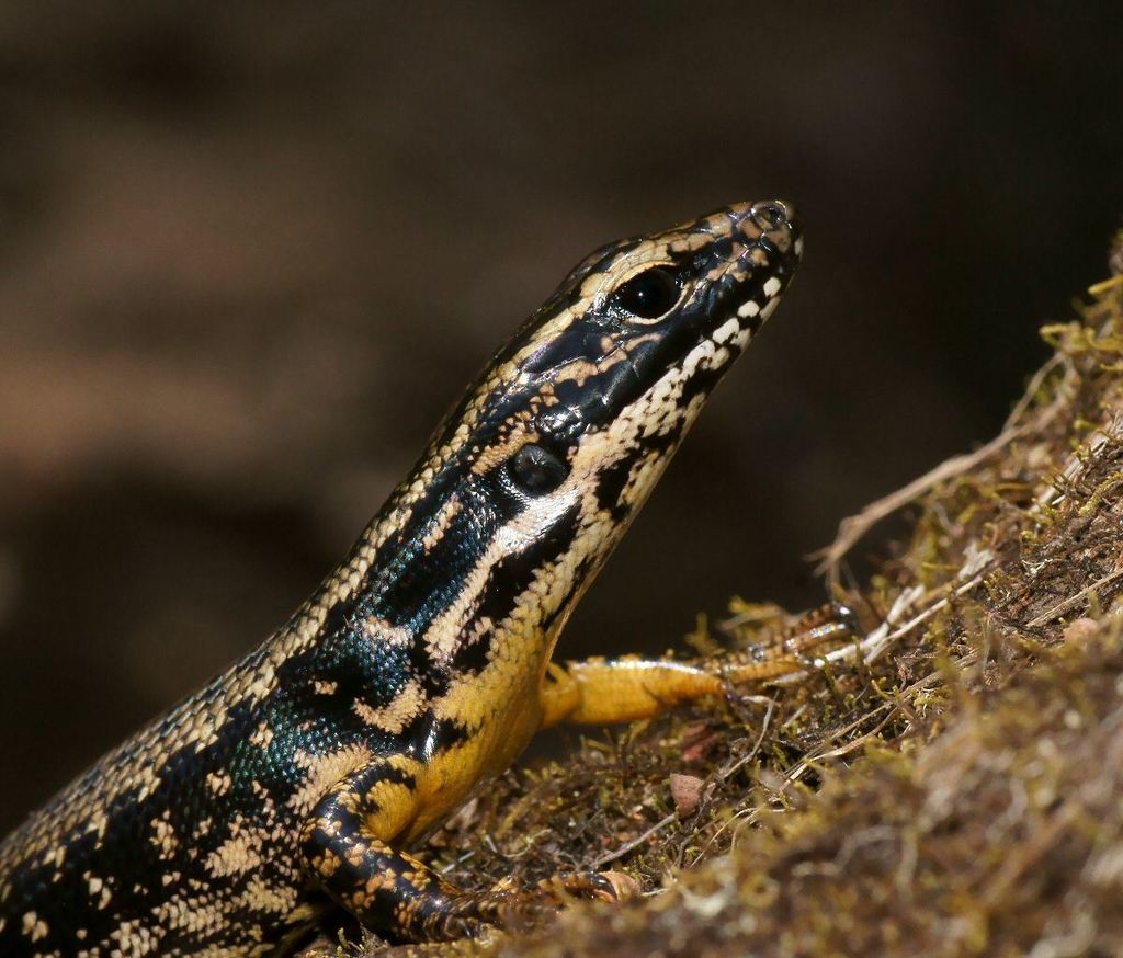 Warm-Temperate Water-Skink