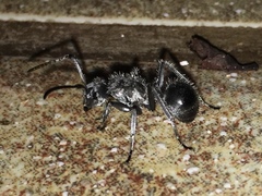 Polyrhachis militaris