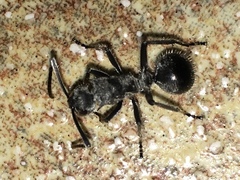 Polyrhachis militaris