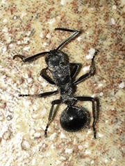 Polyrhachis militaris