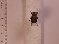 Brachycerus plicatus
