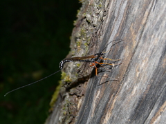 Rhyssella approximator