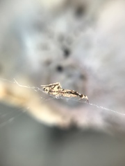 Uloborus plumipes