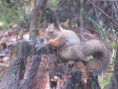 Sciurus vulgaris
