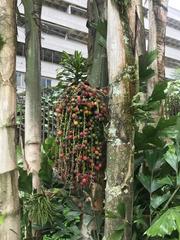 Arecaceae