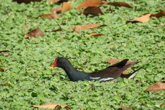 Gallinula chloropus