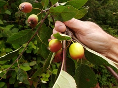 Malus × dawsoniana
