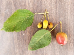 Malus × dawsoniana