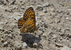 Melitaea