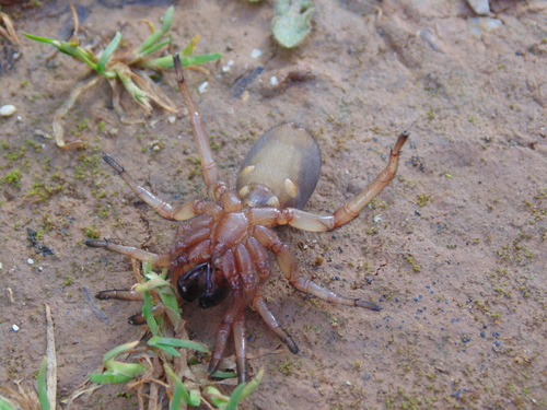 Iberesia machadoi