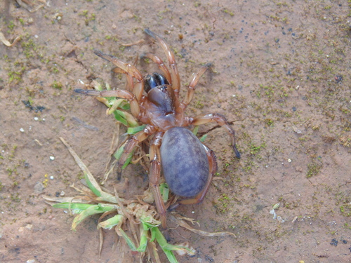 Iberesia machadoi