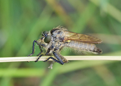 Dysmachus fuscipennis