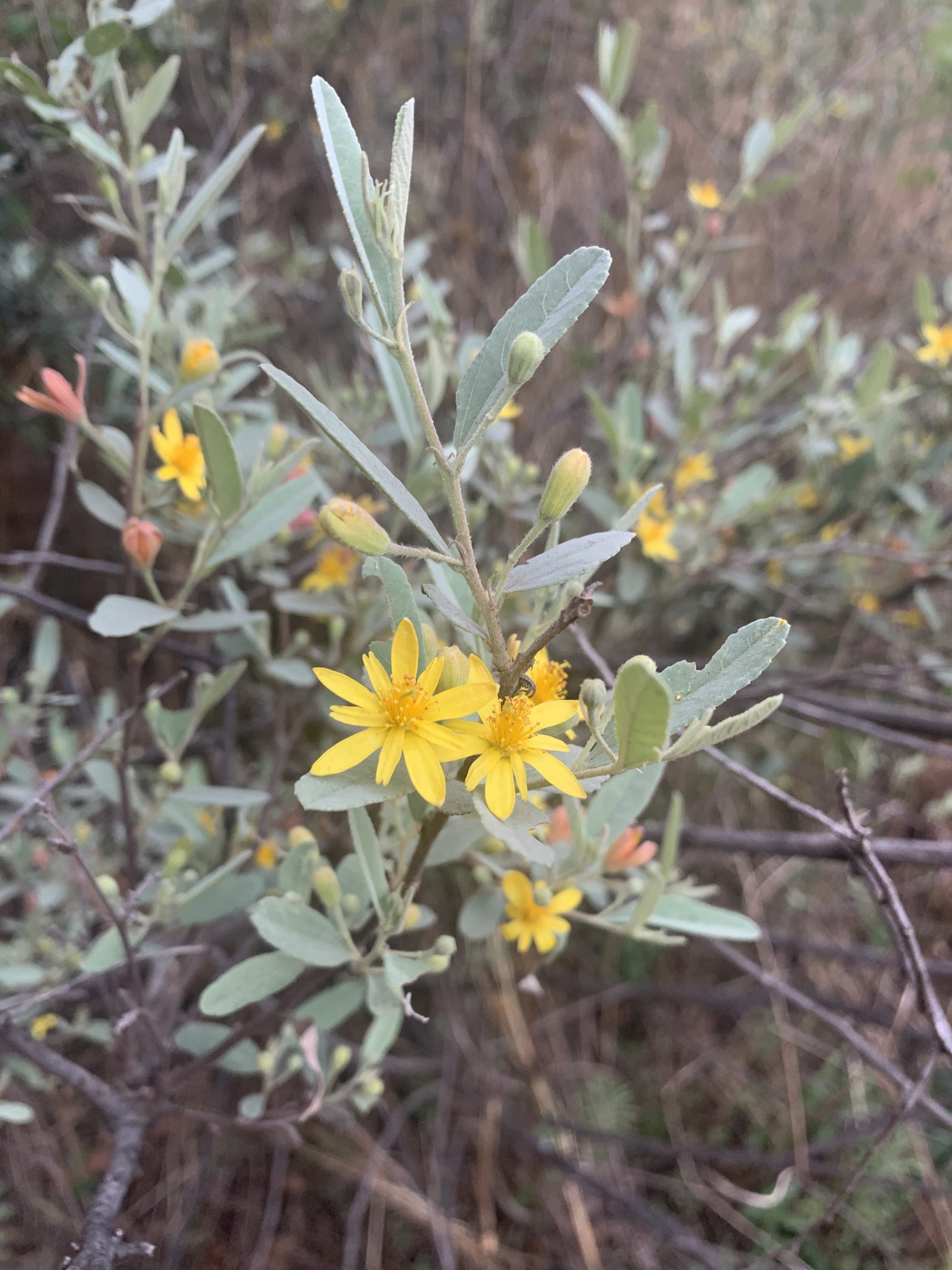 Grewia flava