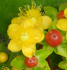 Hypericum androsaemum
