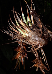 Tillandsia kegeliana