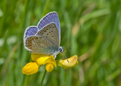 Polyommatus icarus