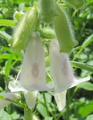 Sesamum indicum