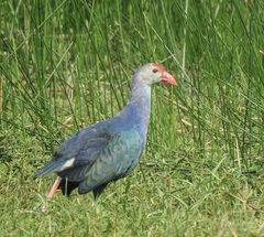 Porphyrio poliocephalus