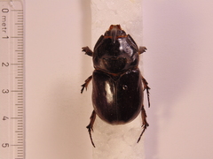 Oryctes nasicornis grypus