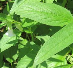 Sesamum indicum